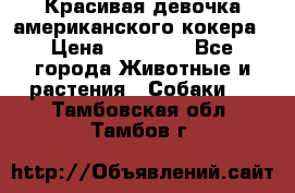 Красивая девочка американского кокера › Цена ­ 35 000 - Все города Животные и растения » Собаки   . Тамбовская обл.,Тамбов г.